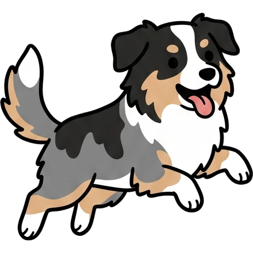 Australian Shepherd