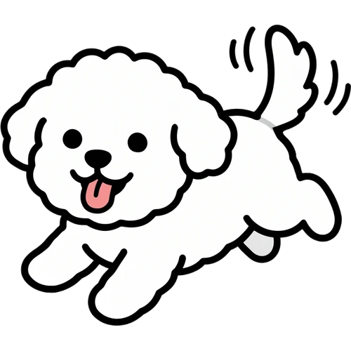 Bichon Frise