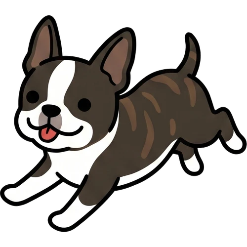 Boston Terrier
