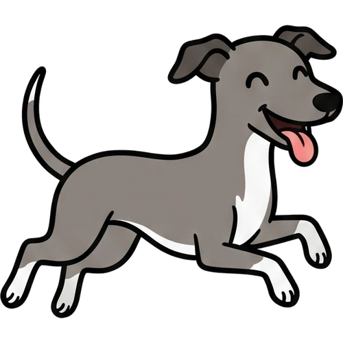 Italian Greyhound