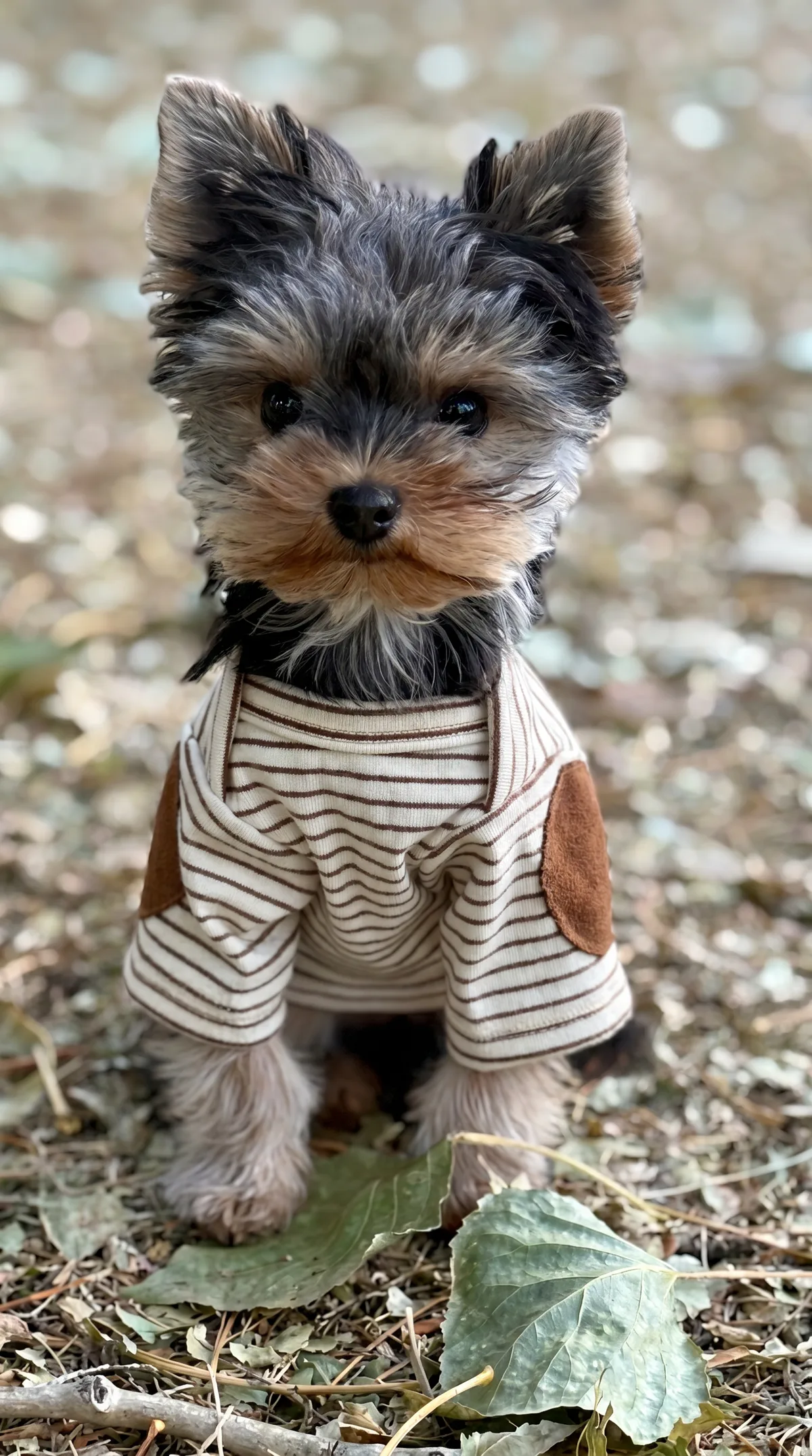 Luna, a teacup Yorkie in a striped sweater, standing on a bed of leaves